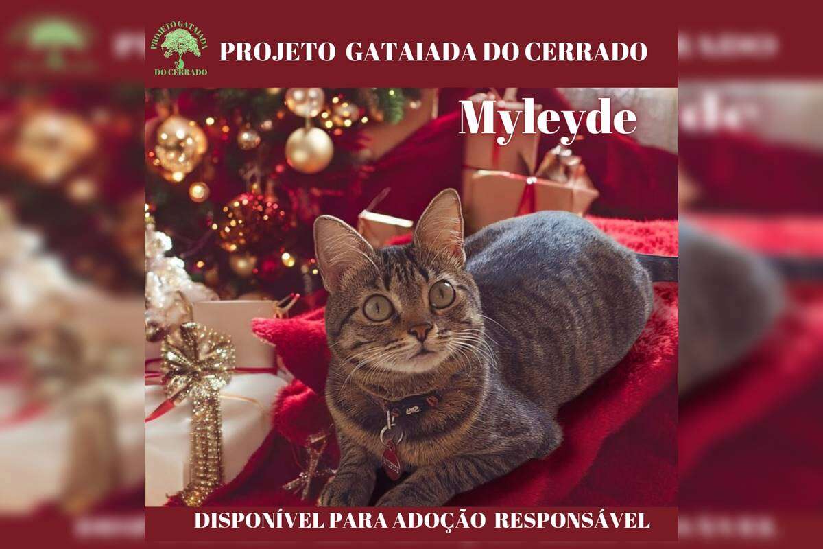 Projeto faz campanha para presentear gatinhos resgatados no Natal