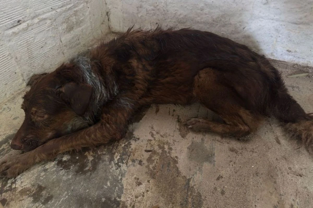 Cachorro com marca de chicote entra sozinho em delegacia e é resgatado