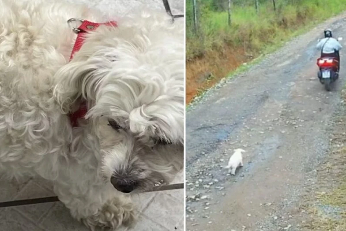 Cachorra abandonada que correu atrás da ex-tutora tem final feliz