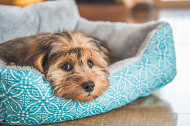 Veja sinais silenciosos dados pelos cachorros quando estão doentes