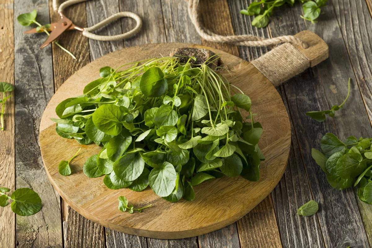 “Campeão” dos vegetais: saiba como e por que incluí-lo na sua dieta