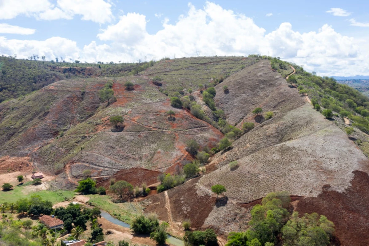 Mata Atlântica: 22% da área recuperada voltaram a ser derrubados