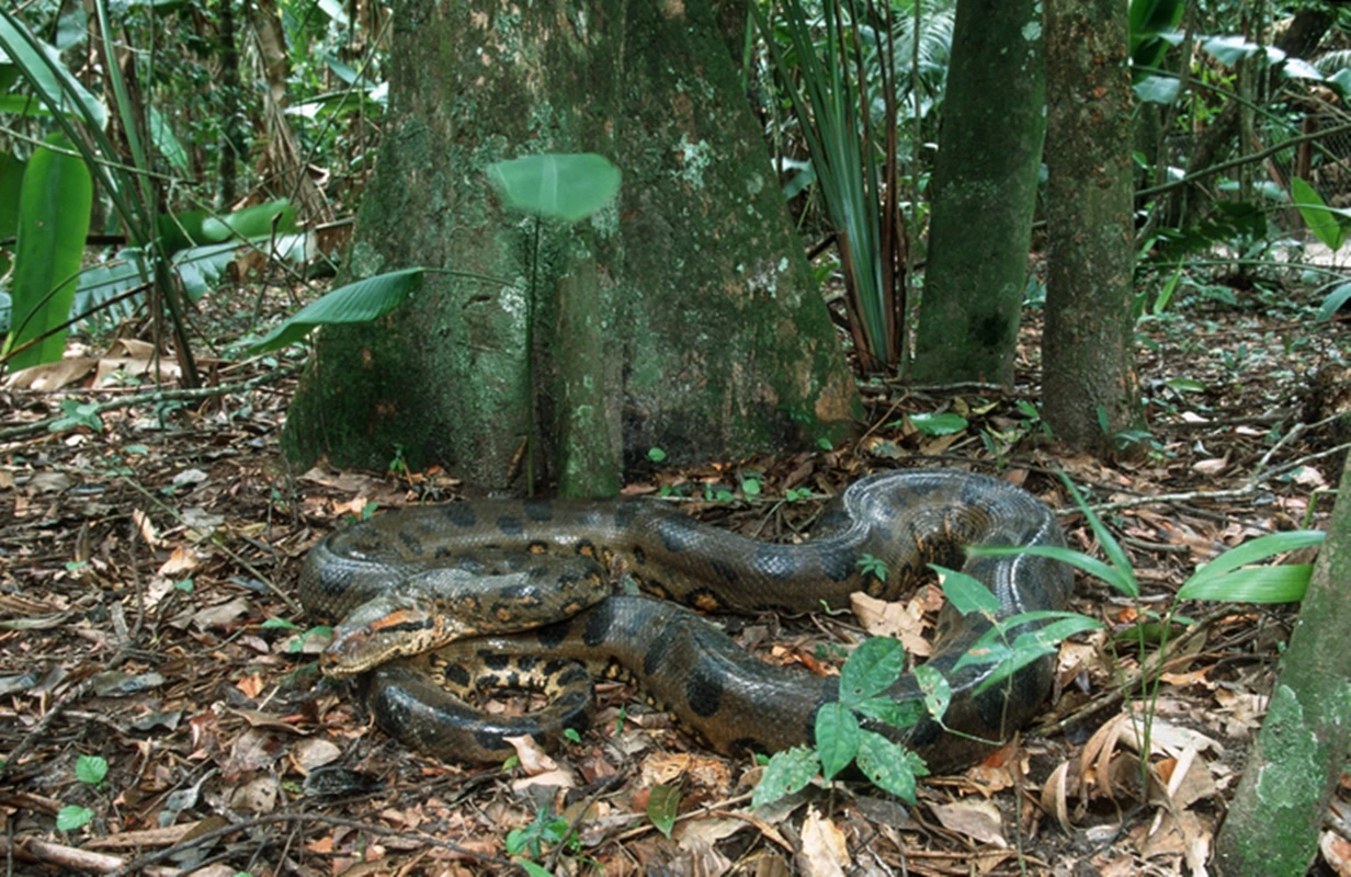 Maior do mundo: nova espécie de sucuri é encontrada na Amazônia