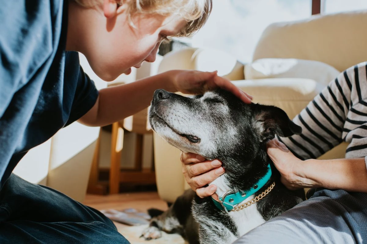 Tutor de primeira viagem: o que você precisa saber ao adotar um pet