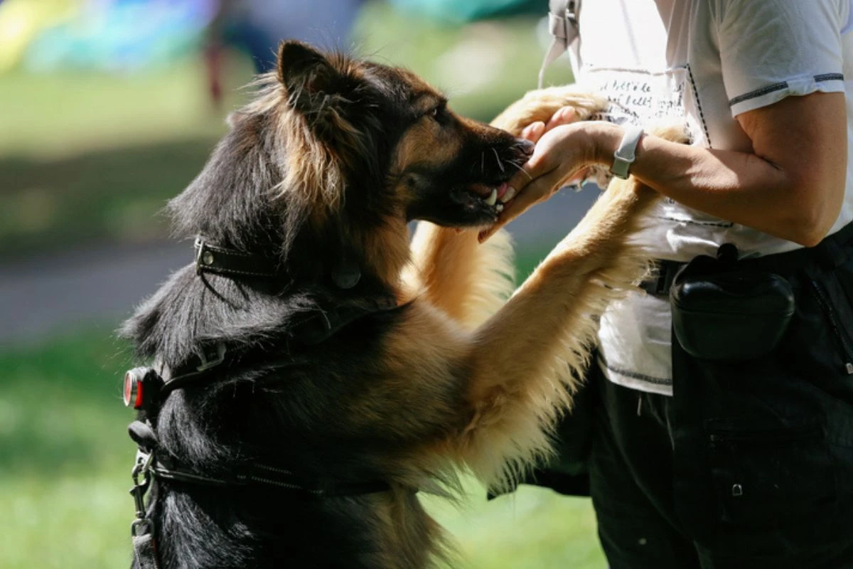 Veterinário indica quais são as 6 melhores raças de cães de guarda
