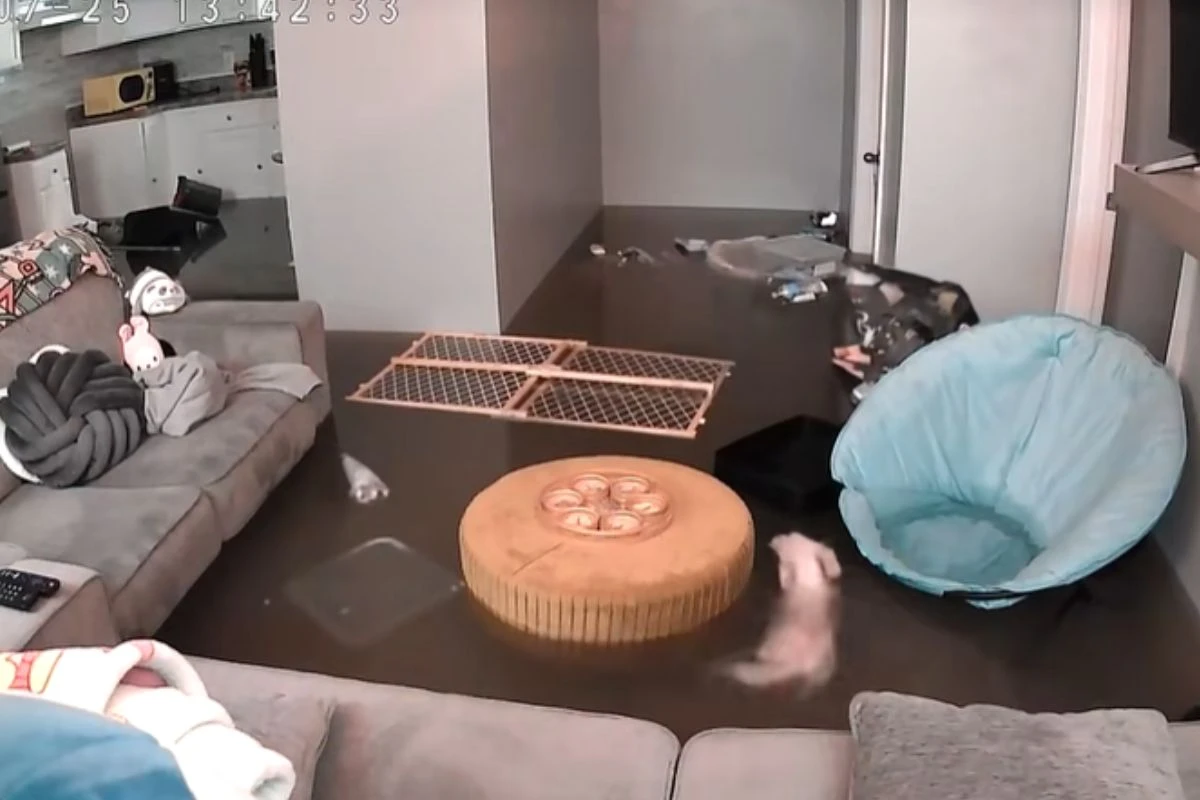 Mulher tem apartamento inundado e cadela nada no meio da sala