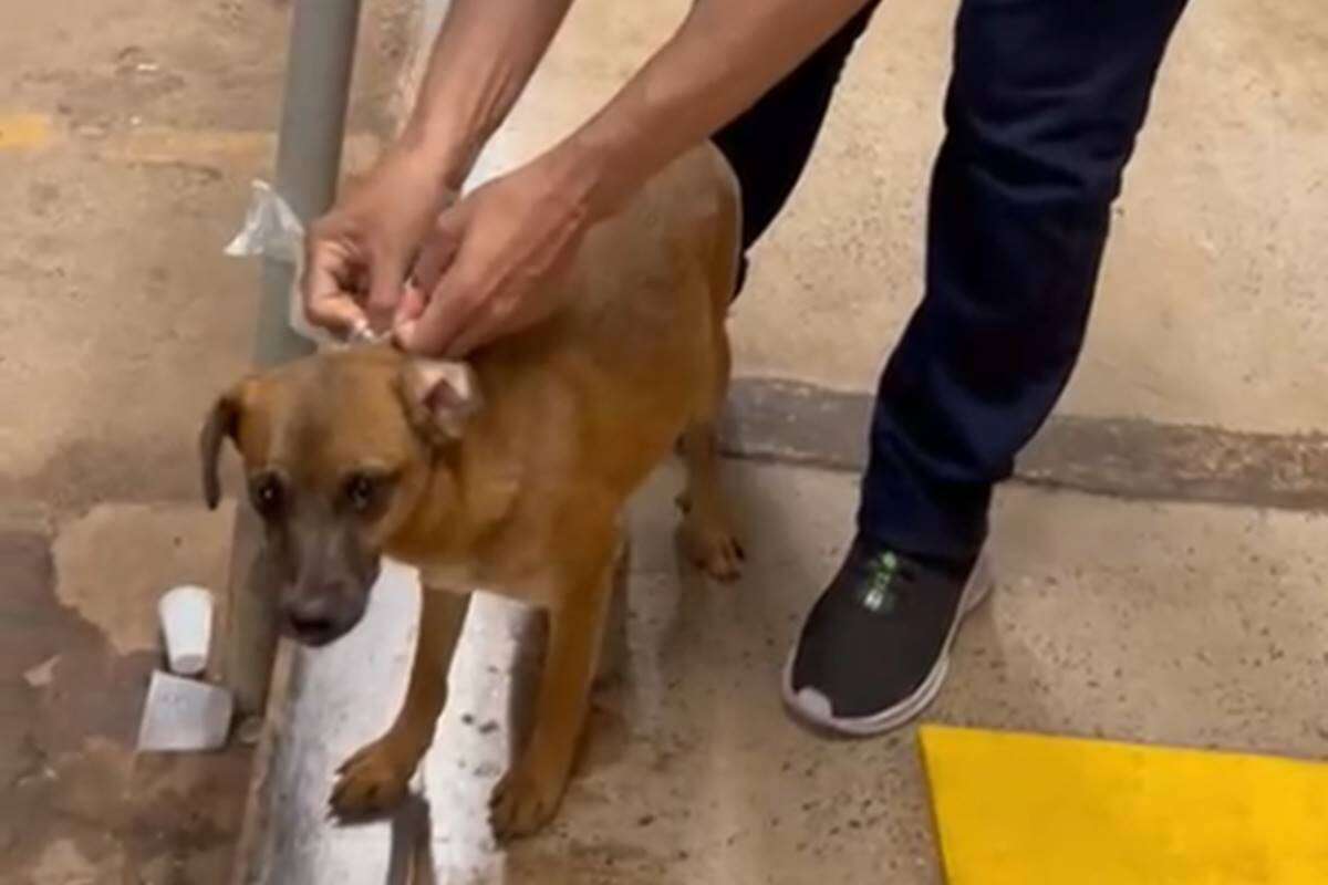 Empregado de mercado usa sacola para prender cão pelo pescoço em poste