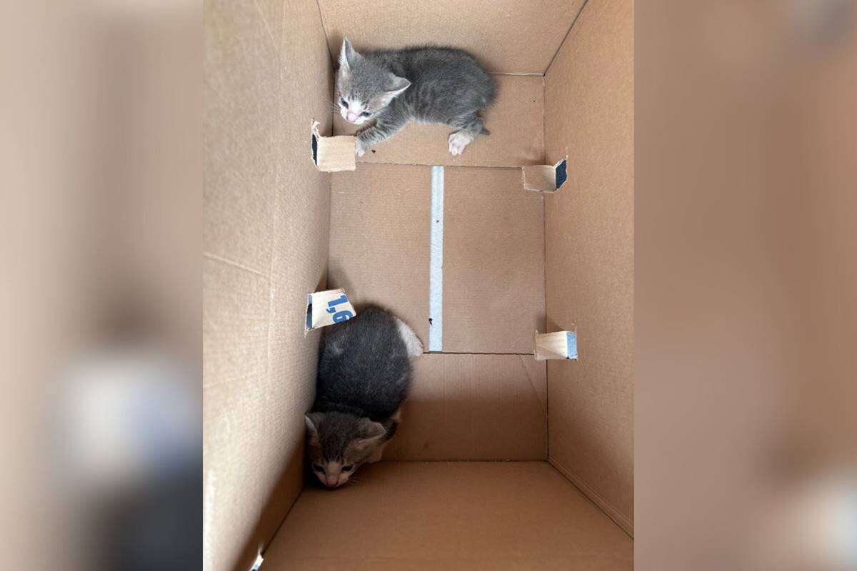 Gatos abandonados no Lago Sul estão à procura de lar. Veja como adotar