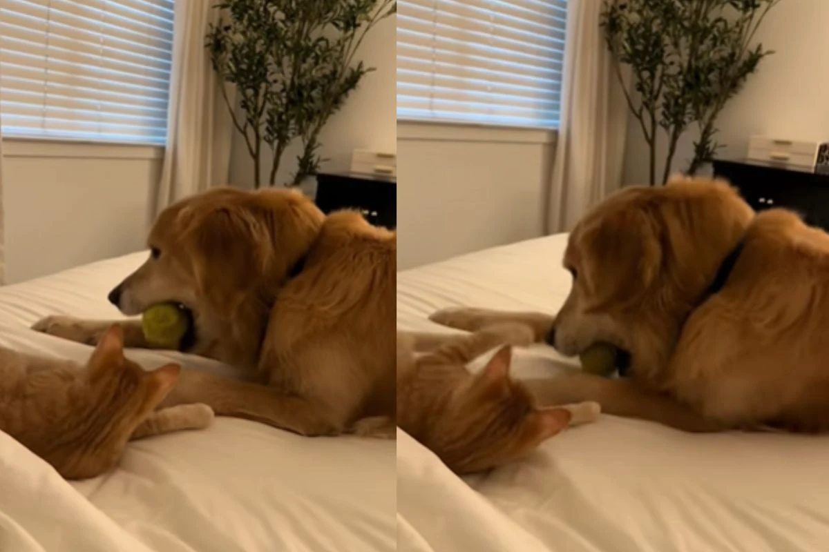 Após 6 meses em luto por irmão, cão golden retriever volta a brincar