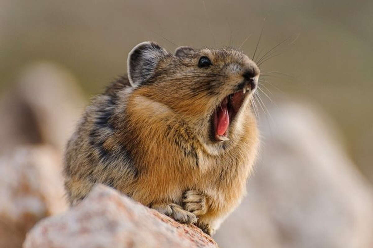 Estudos revelam que Pika pode estar superando mudanças climáticas