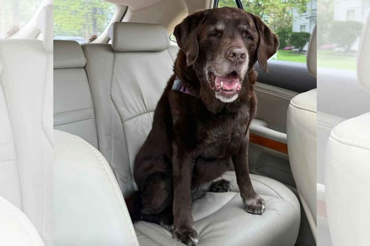Prova de amor: tutora leva labradora idosa para volta de carro