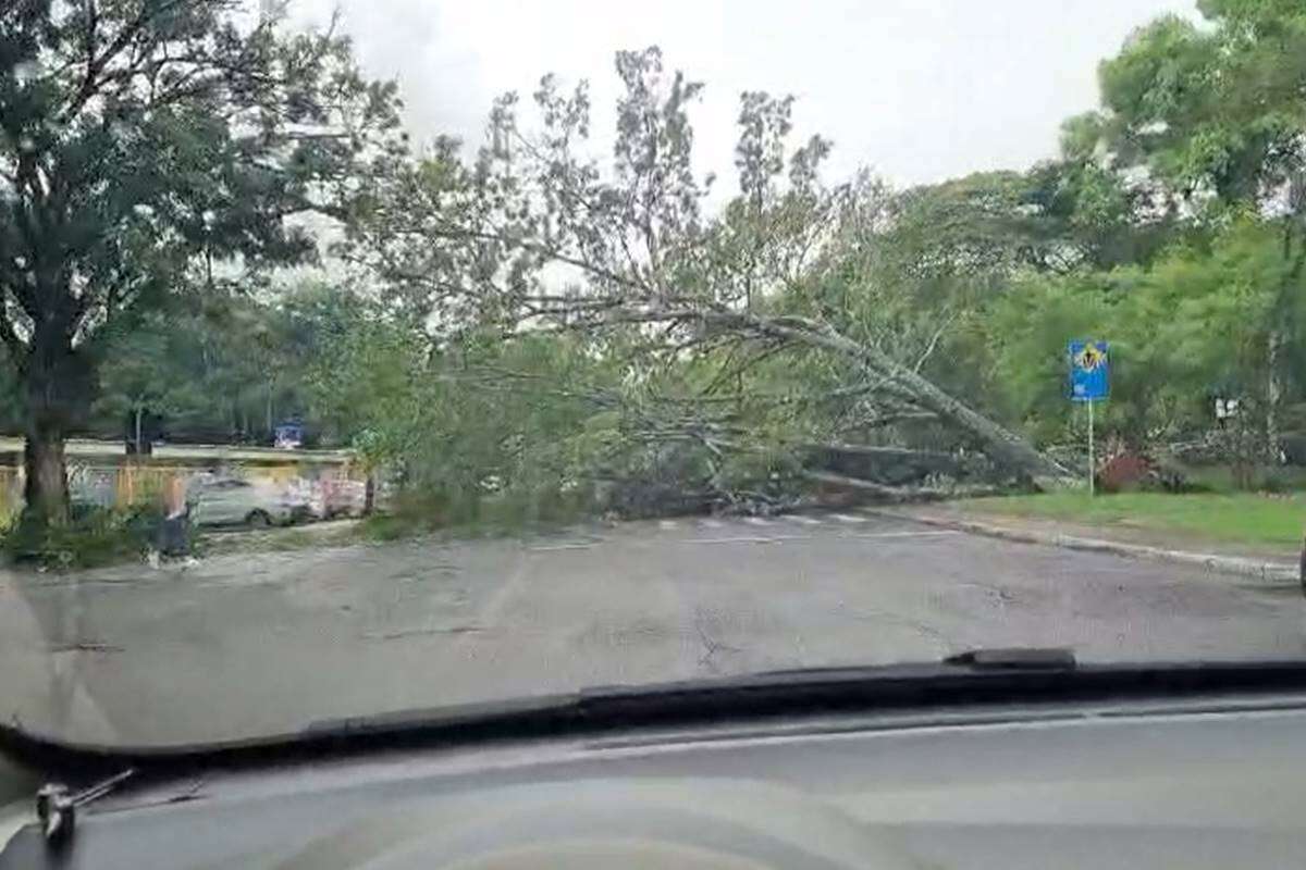 Árvore cai sobre carro em quadra da Asa Norte. Vídeo