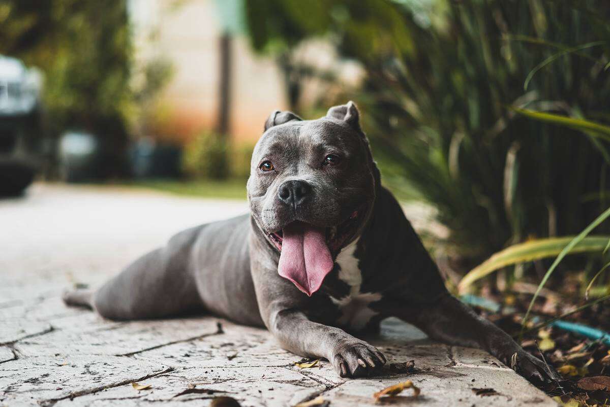 Homem corta orelhas de cachorros após assistir a tutorial na internet