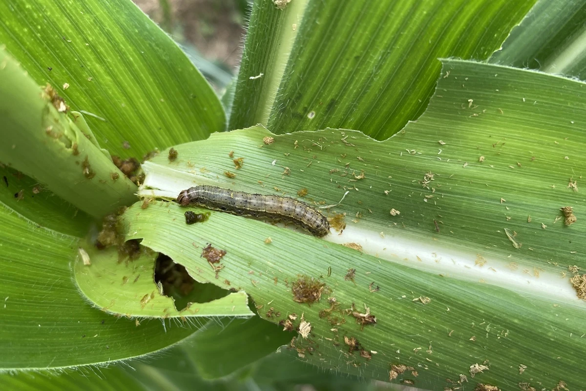 Fungos podem ser a solução contra praga resistente a pesticidas