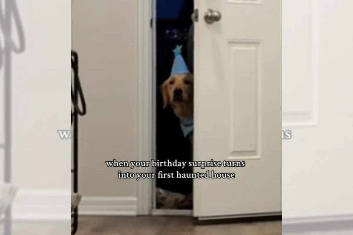 Vídeo: cachorro reage a presente de aniversário e surpreende tutor