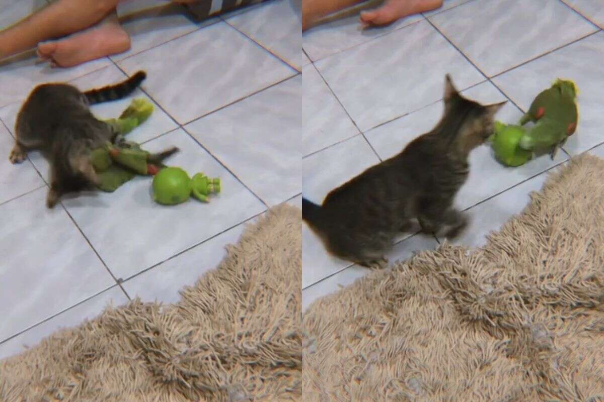 Papagaio e gato protagonizam “queda de braço” em disputa por brinquedo