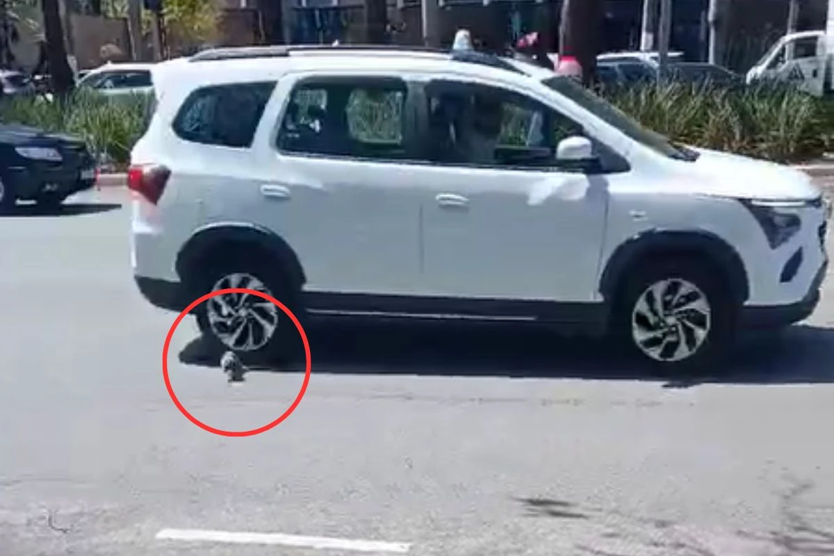 Vídeo: sagui quase é atropelado ao tentar atravessar a Faria Lima