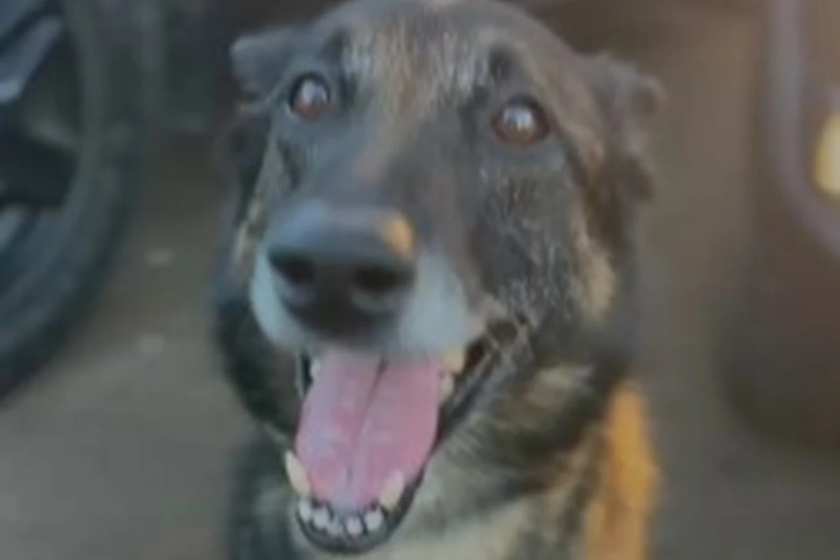Cão policial encontra R$ 150 mil em drogas em rodoviária do DF. Vídeo