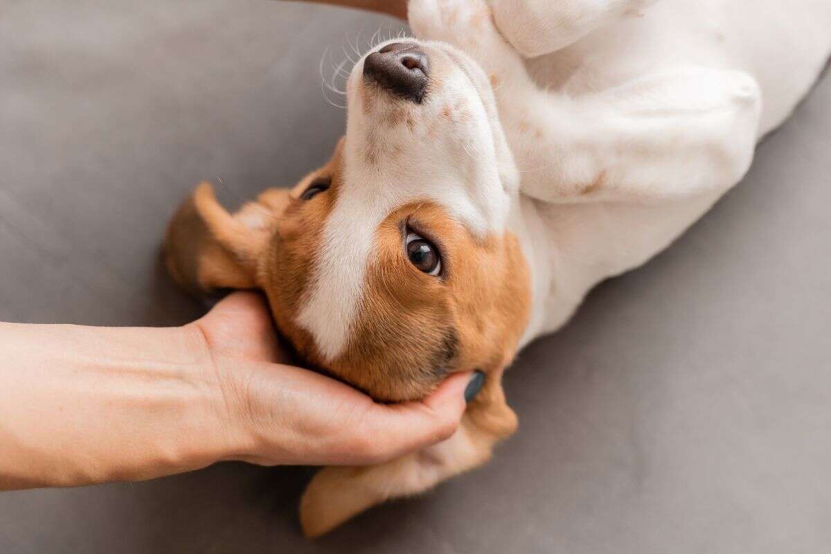 Saiba por que alguns cães não gostam de carinho na cabeça