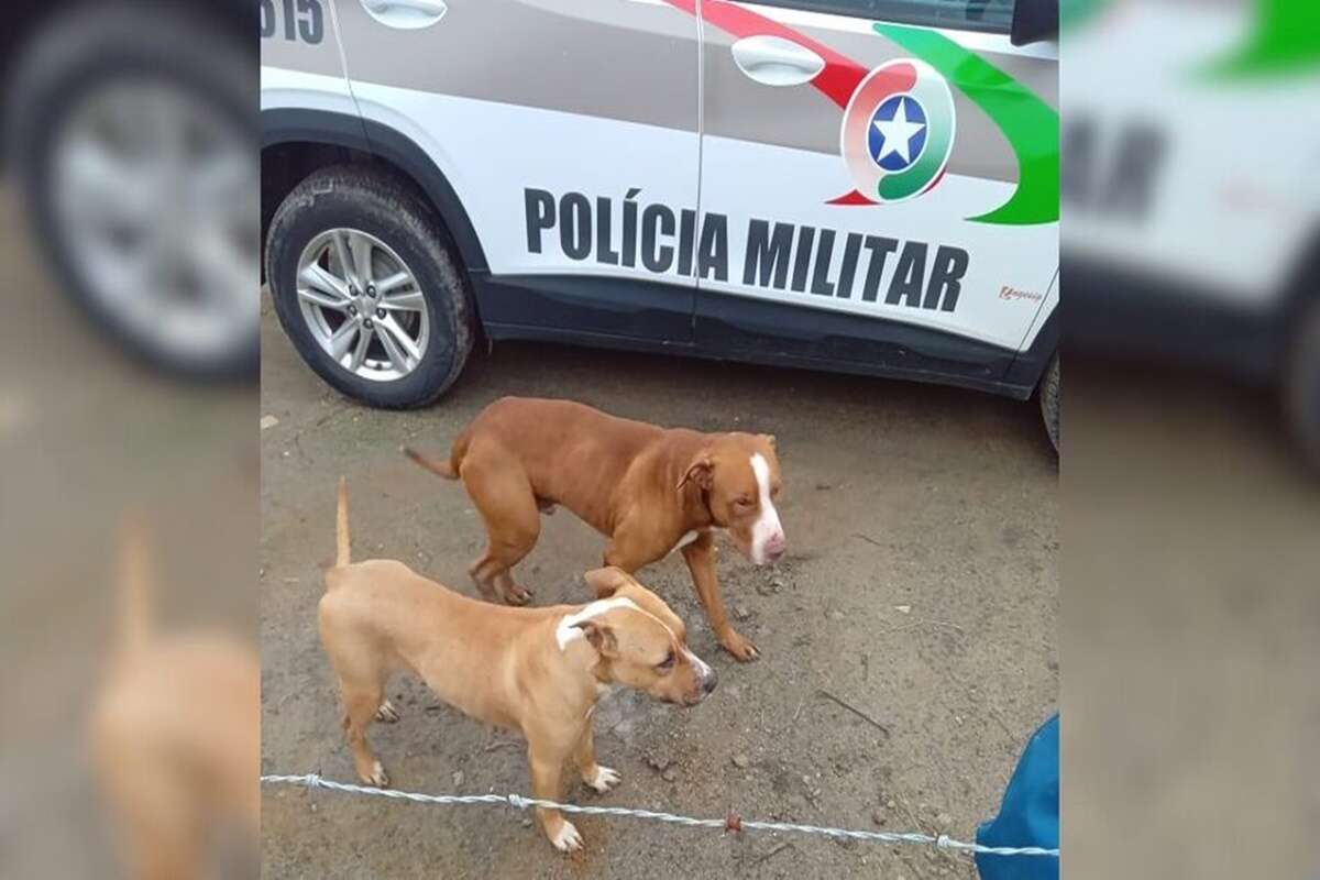 Pit-bulls invadem casa, matam 21 galinhas e deixam cachorro ferido