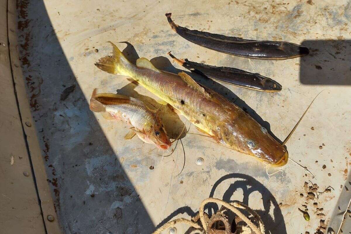 Peixe para o almoço: mulheres são autuadas por pesca ilegal em SP