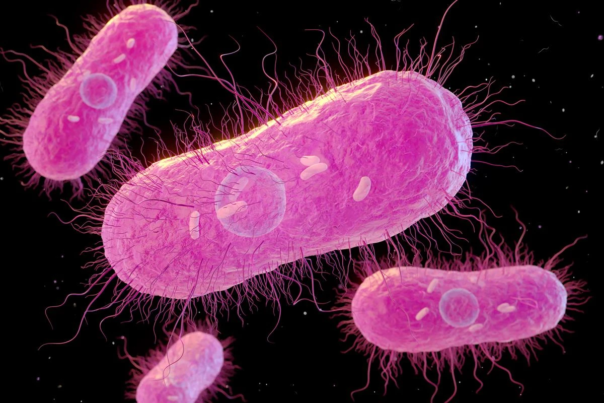 Médico lista dois chás que ajudam a combater a bactéria Salmonella