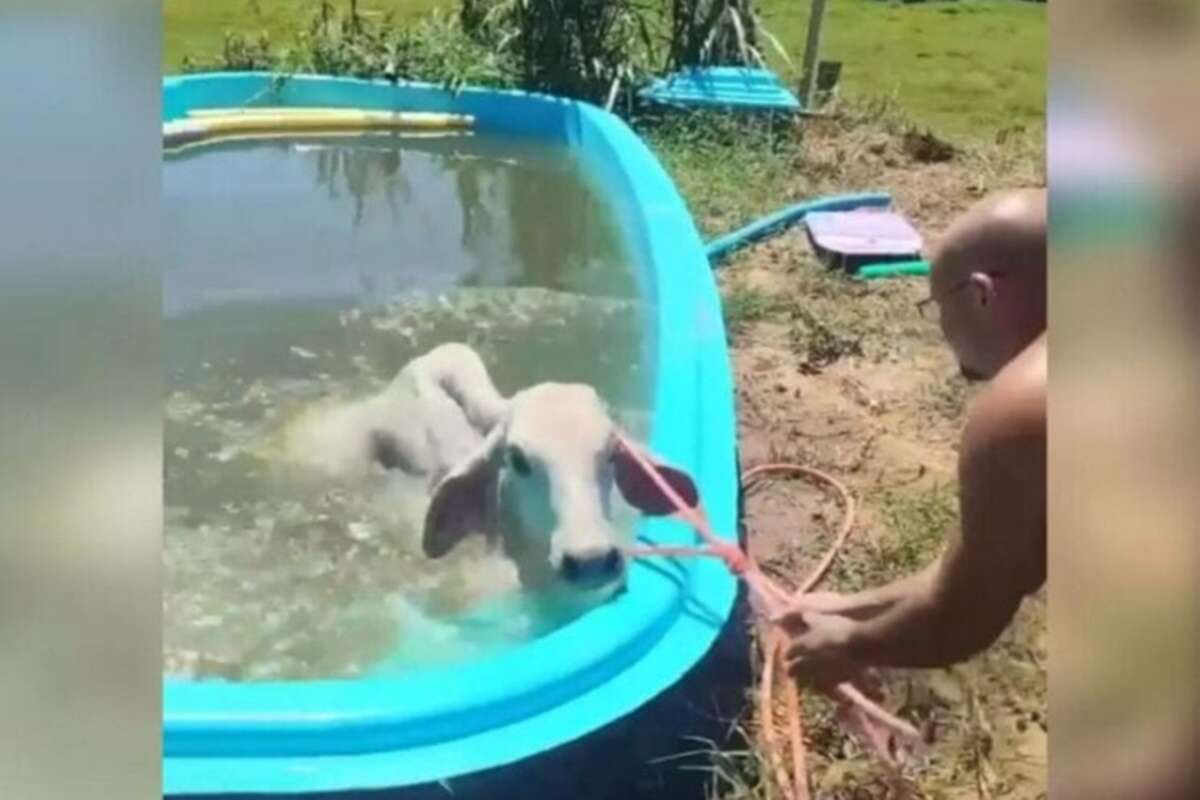 Vídeo: vaca pula em piscina para se refrescar no calor de SC