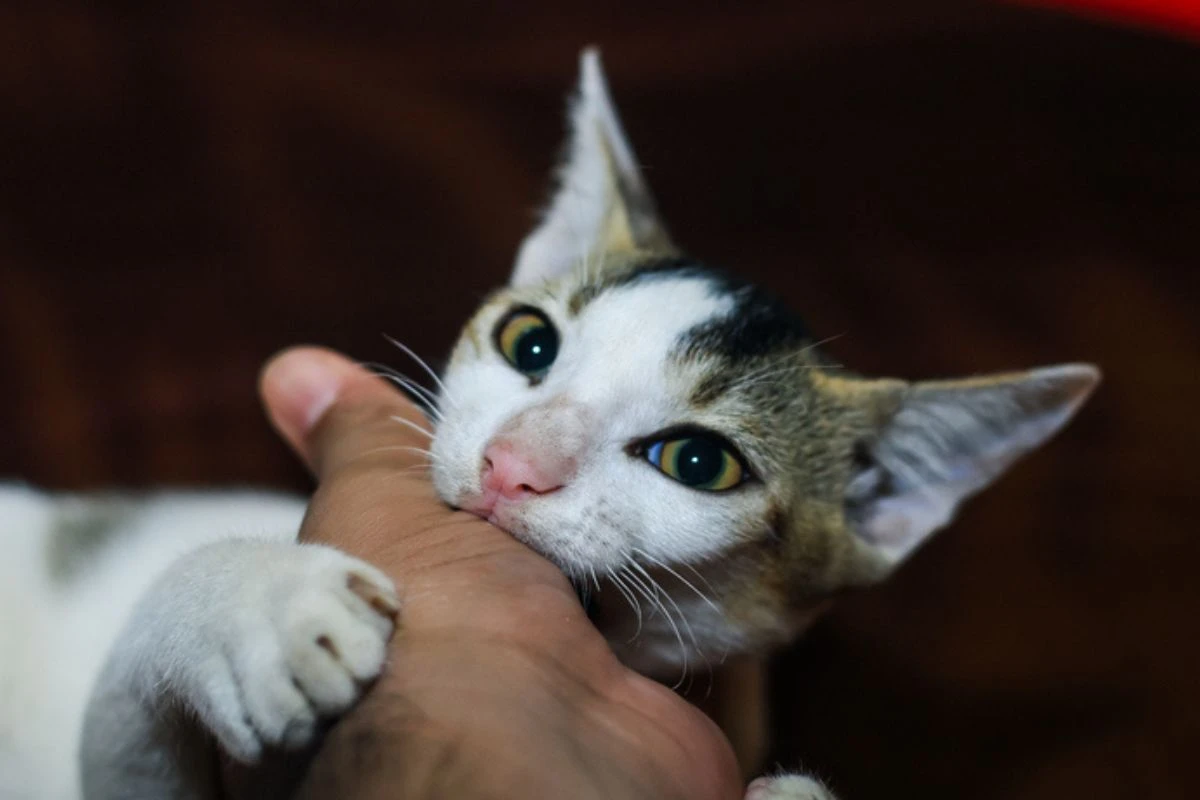 Seu gato sempre te morde? Saiba por que ele faz isso e como evitar