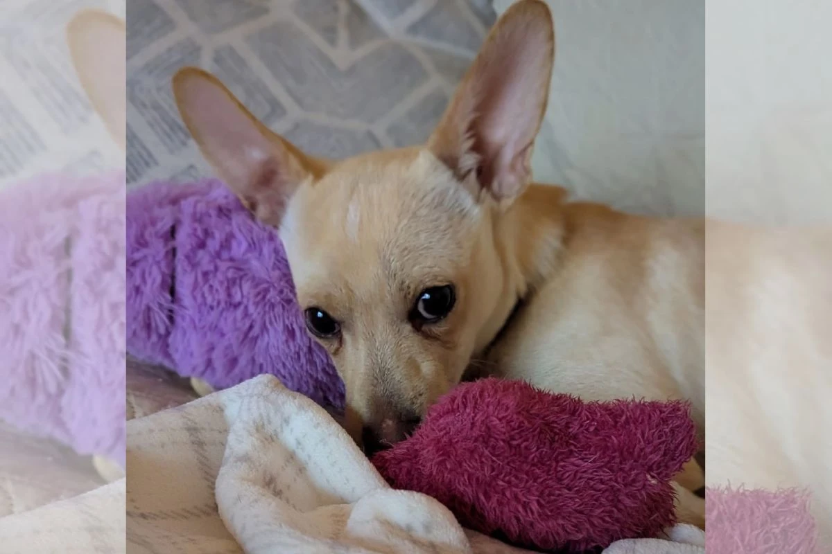 Filhote de cachorro é devolvido 3 vezes ao abrigo e parte corações