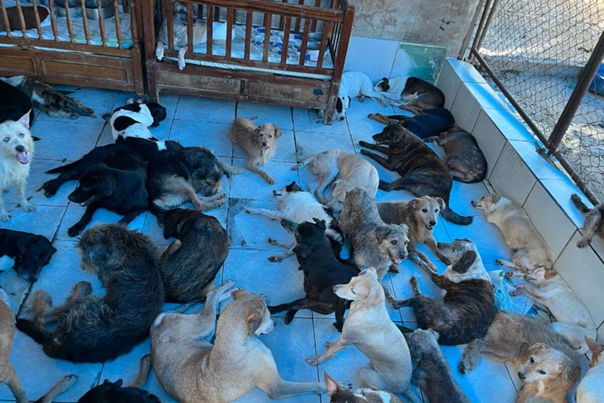 Protetora de animais morre e 400 cachorros ficam sem ter onde morar