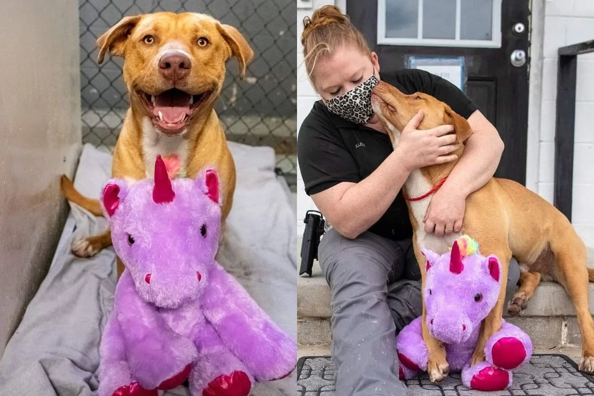 Cãozinho de rua tem final feliz após “invadir” loja atrás de brinquedo