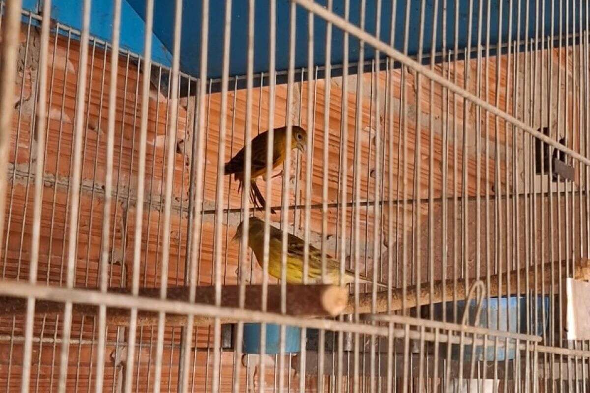 Aves híbridas: homem é multado por manter dois pintagóis em cativeiro