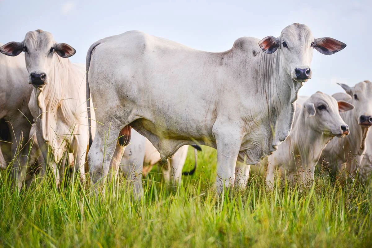 Governo faz leilão de vacas, helicóptero e Ferrari nesta quinta (26/6)