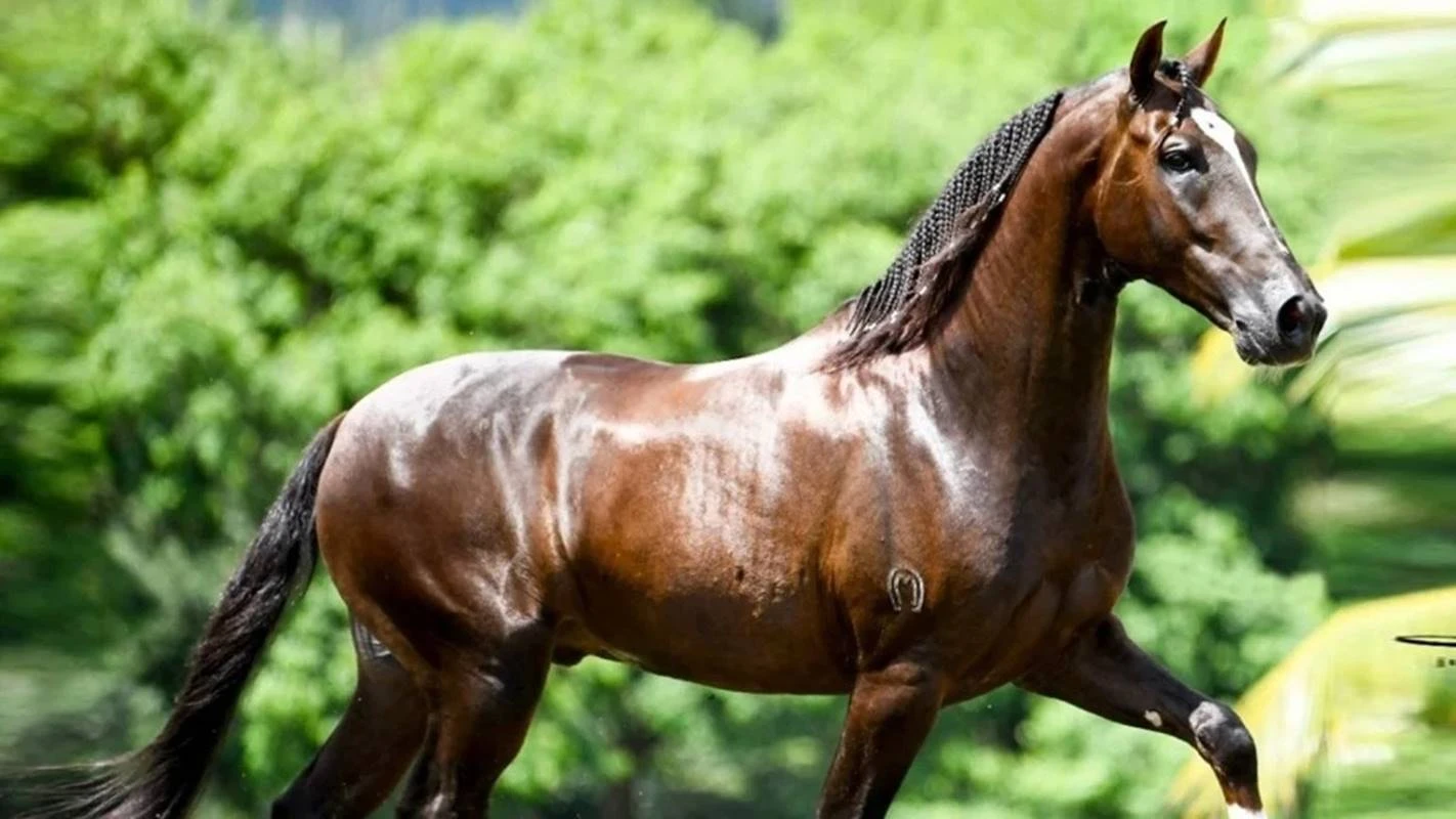 Ração tóxica mata ao menos 245 cavalos em 4 estados, diz ministério