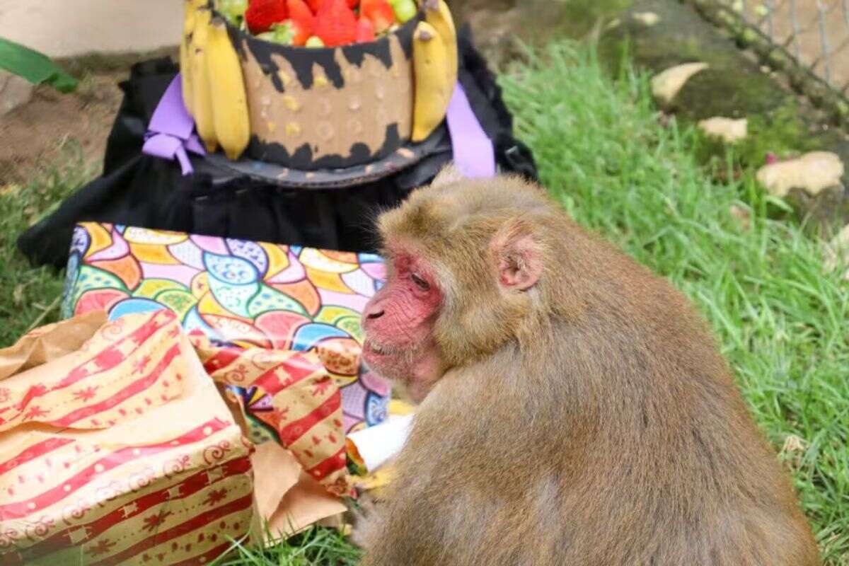 Macaco híbrido completa 31 anos com festa, bolo e presentes. Vídeo