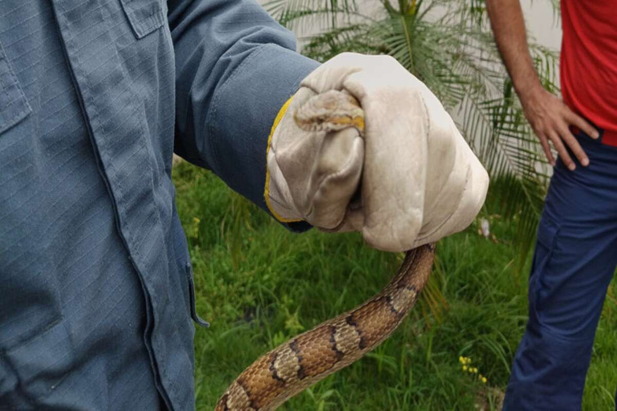 Veja: serpente exótica invade casa e surpreende moradores em SC