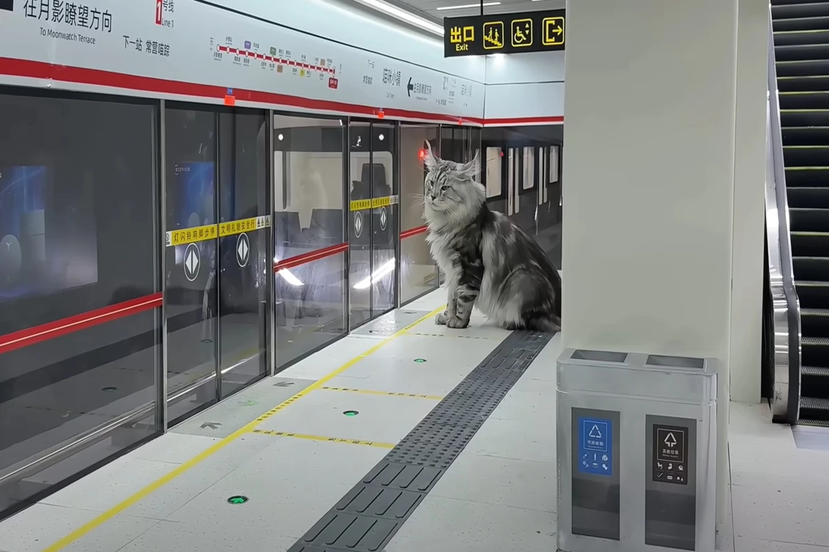 Cidade em miniatura: tutor constrói metrô funcional para seus gatos