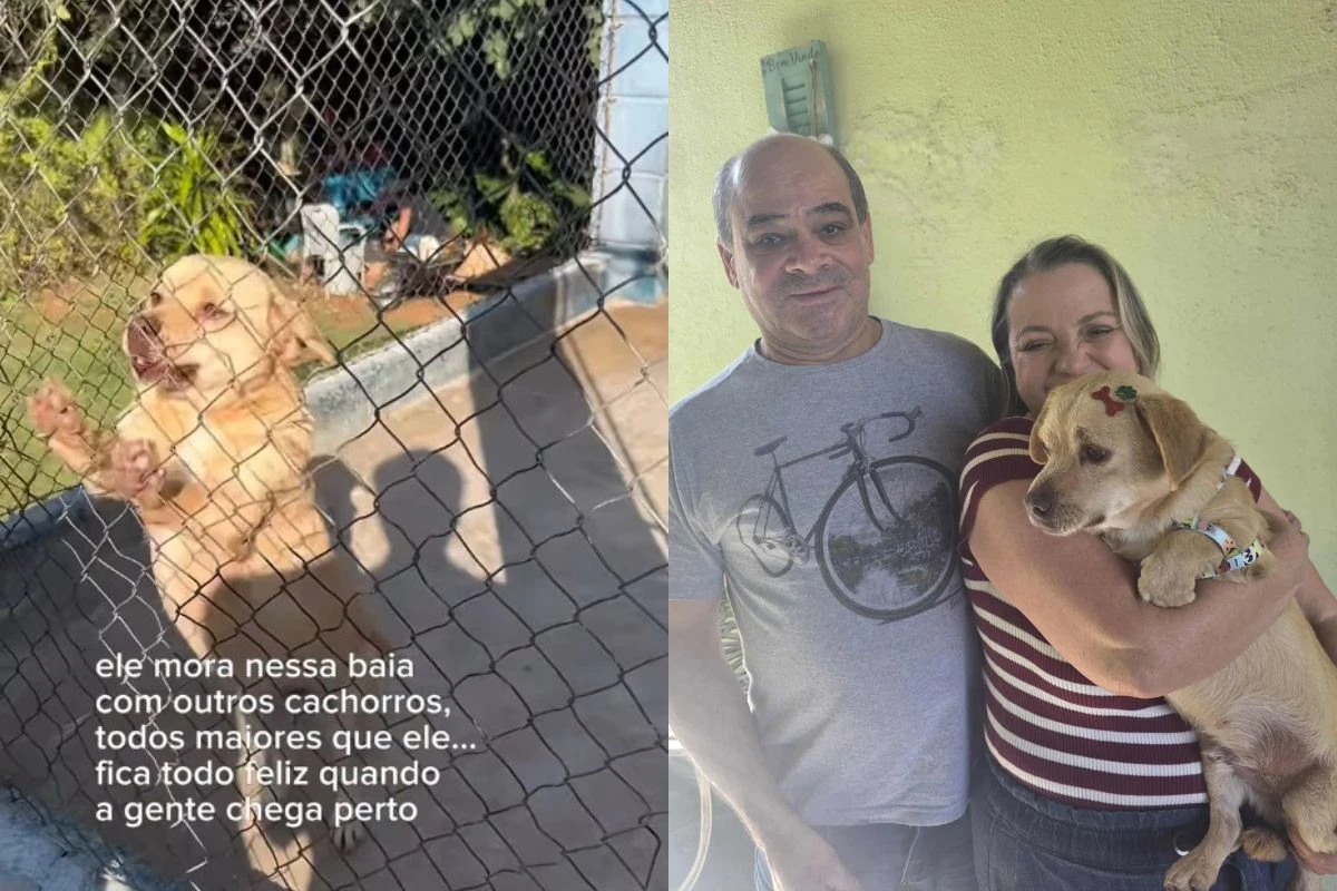 Visita de influencer muda destino de vira-lata ignorado em abrigo