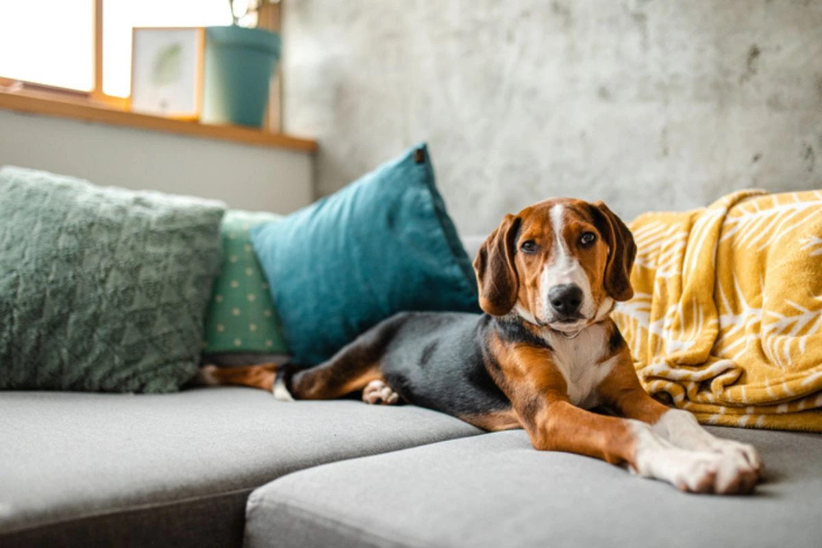 7 raças de cães independentes e que vivem bem sozinhos