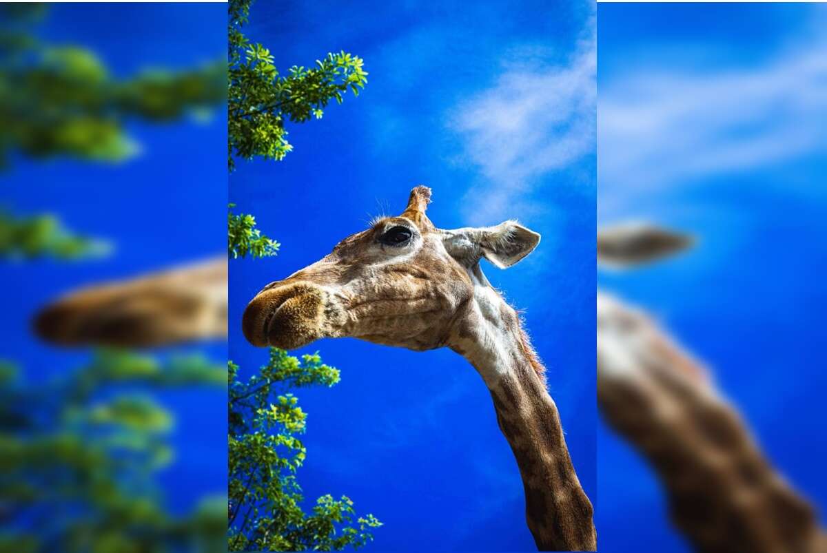 Yaza, a girafa do Zoológico de Brasília, morre aos 21 anos