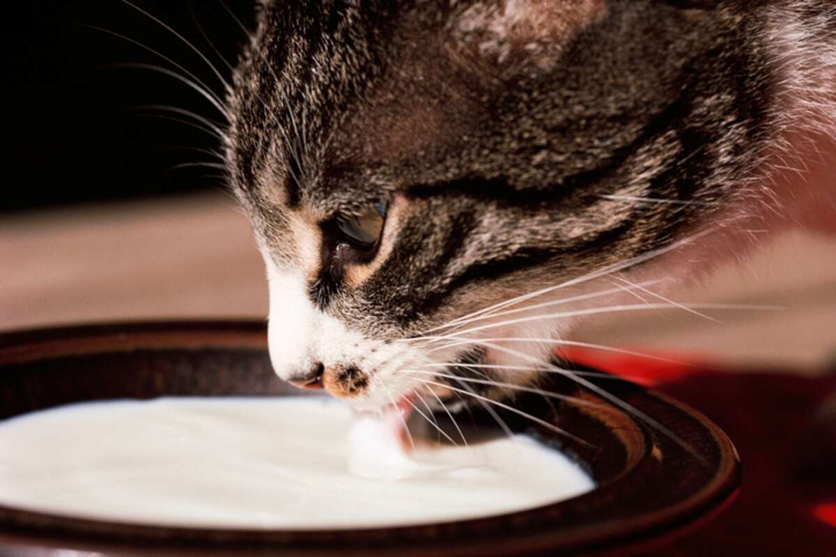 Condomínio pede para GDF recolher gatos de rua, mas Justiça nega