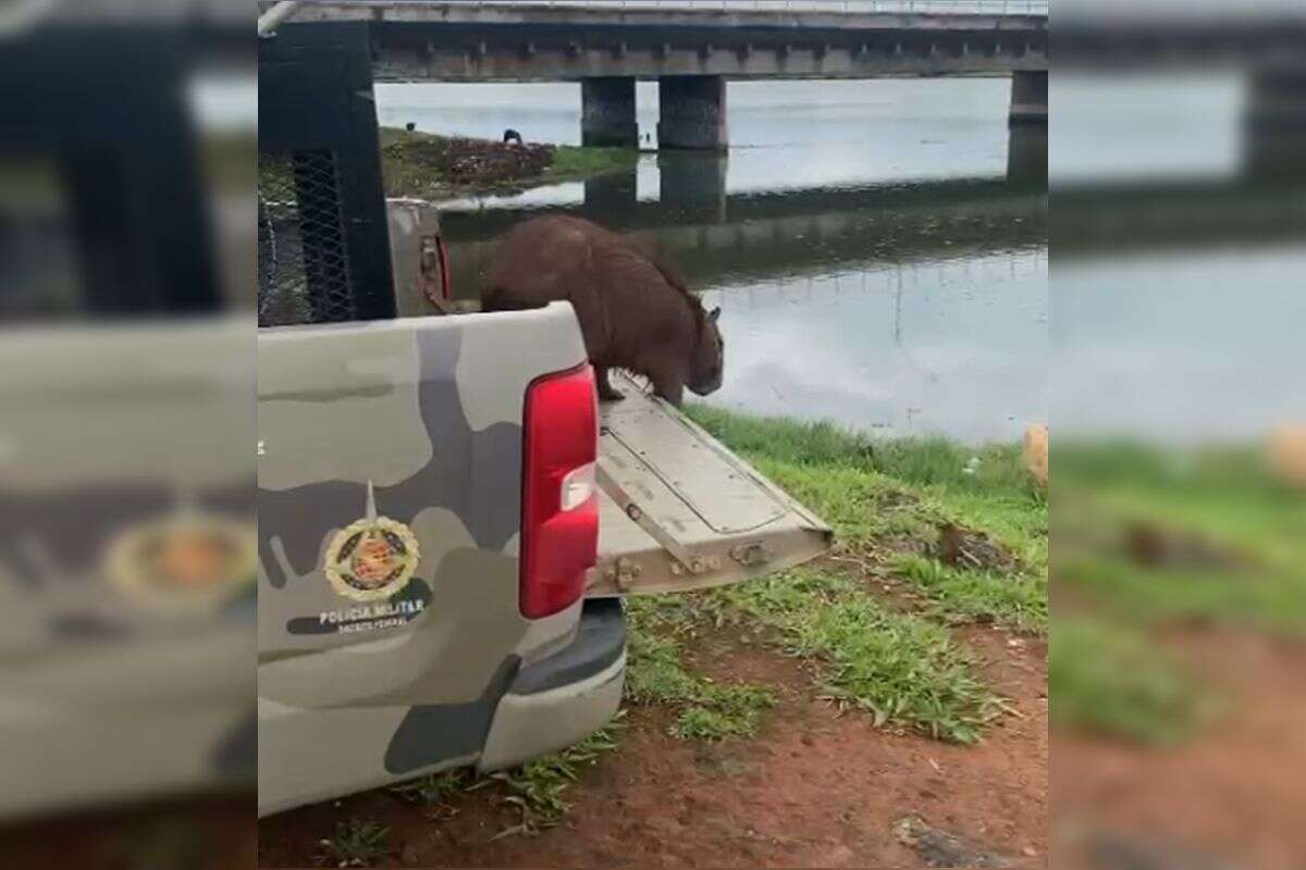 Vídeo: capivara é resgatada no Lago Sul e cai ao sair de viatura da PM