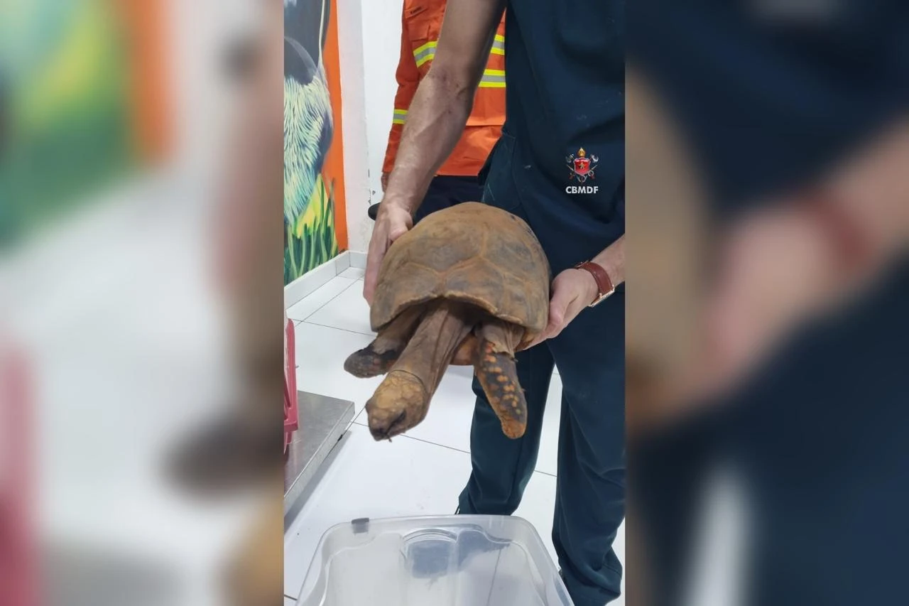 Vídeo: jabuti com a pata queimada é resgatado de incêndio no DF