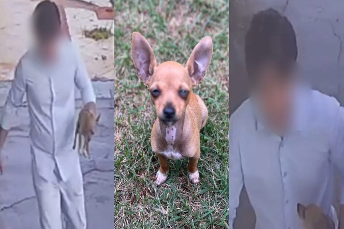 MS: cãozinho é levado por desconhecido e tutora faz apelo à população