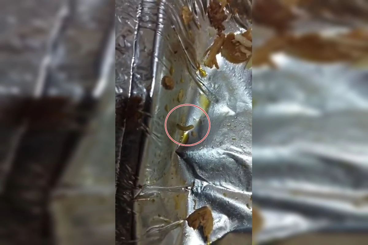 Vídeo: policiais penais denunciam marmitas com larvas e comida azeda