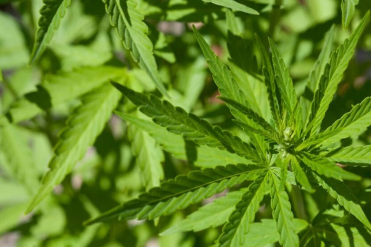 Sete mil prisões por posse de maconha podem ser revistas em SC