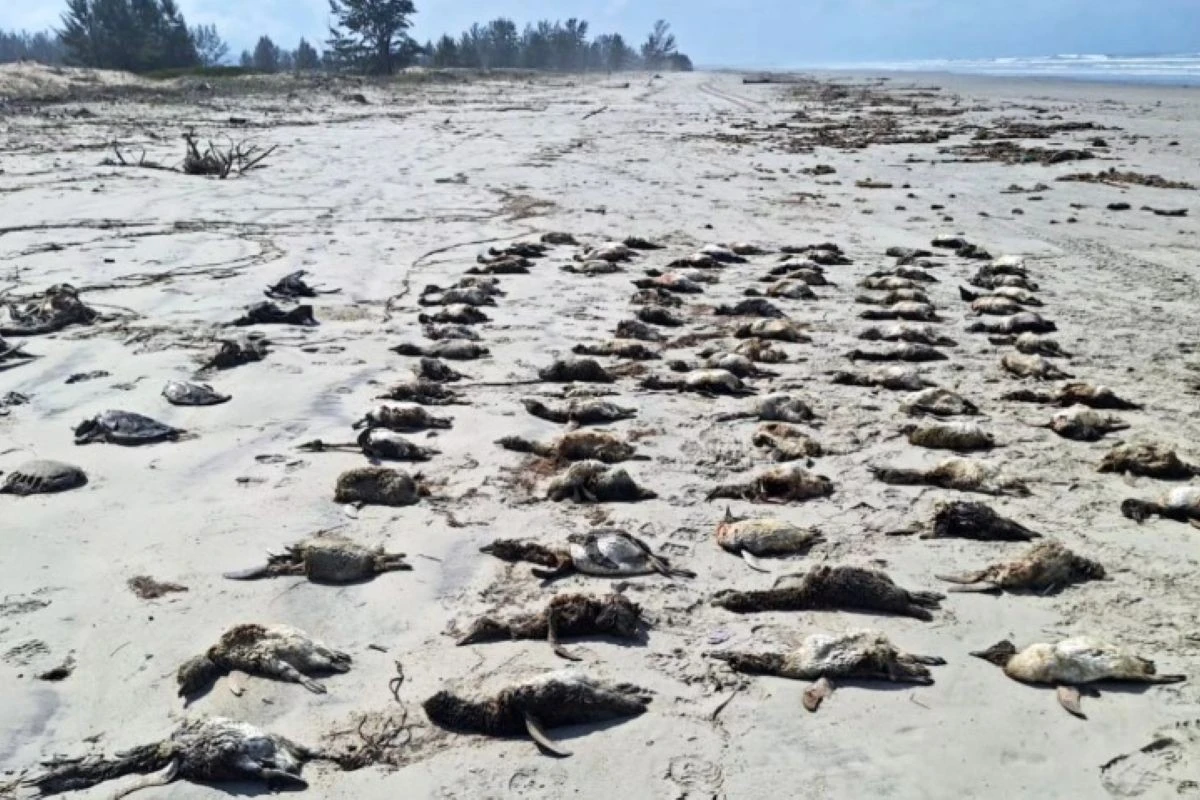Encalhe em massa: mais de 350 pinguins são encontrados mortos em SP