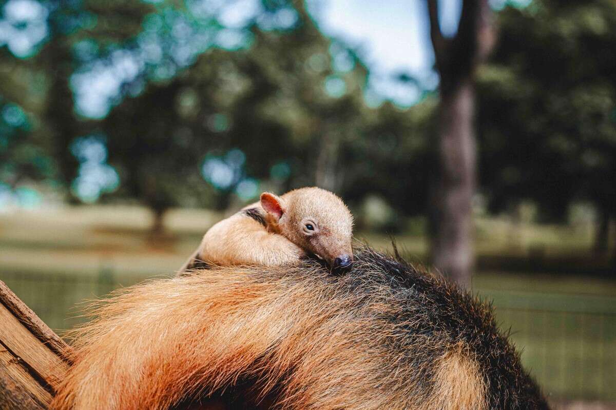 Fofura: filhote de tamanduá-mirim nasce no zoo de Brasília; fotos