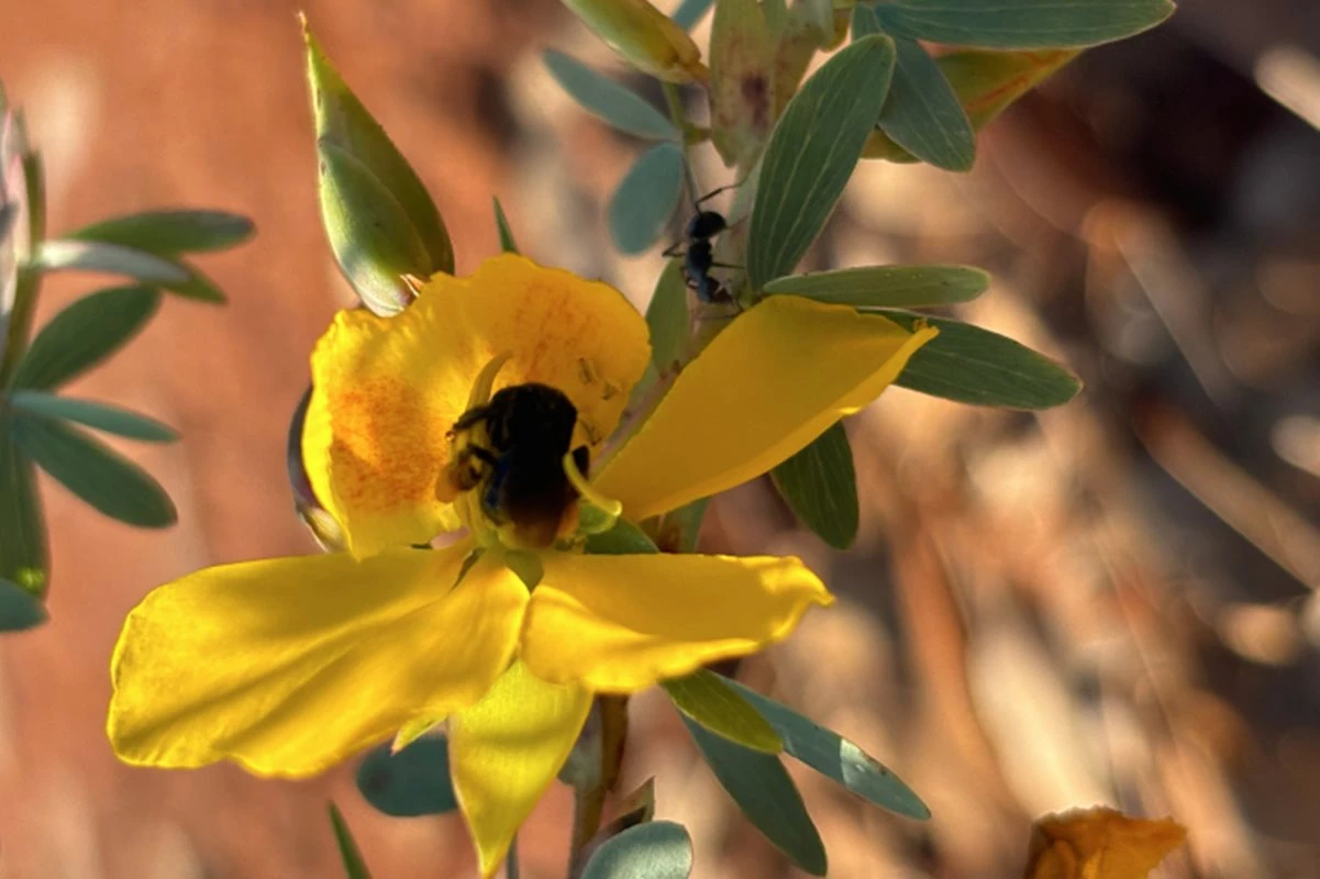Formigas protegem plantas de ameaças, mas afastam polinizadores