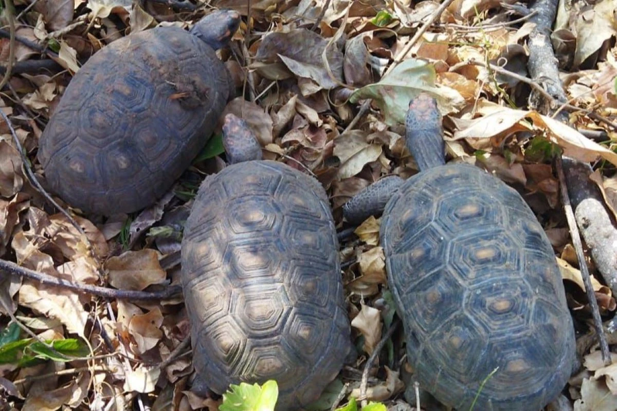 Homem é autuado por manter três jabutis em casa. Animais são soltos